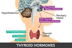 thyroid-hormones Sydney CBD