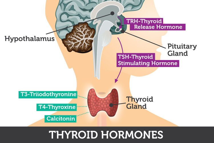 Железы гипофиз щитовидная железа. Thyroid Hormones. Thyroid Gland Hormones. ТТГ Thyroid stimulating.