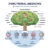 Functional medicine as treatment with looks for root cause outline diagram